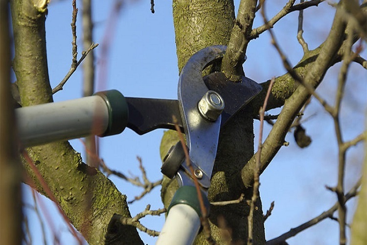 Pruning Mature Trees